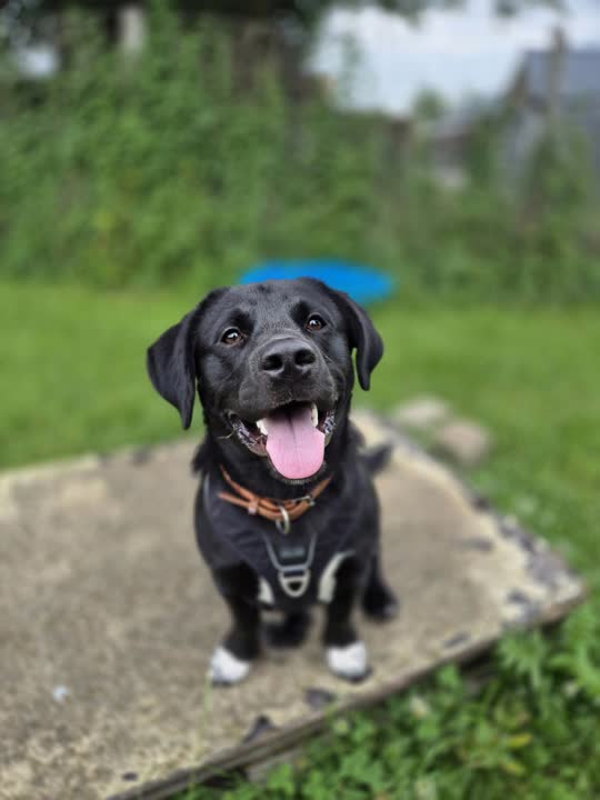 Marvin