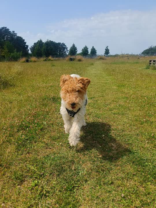 Tico