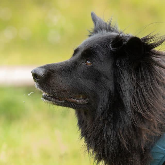 Baloo